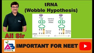 tRNA  Wobble Hypothesis by Crick Inosine Base Economy of tRNA molecules [upl. by Arraek]