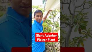 Giant Adenium Flower Plant  Big Size Desert Rose Plant youtube Adeniumdailyplantcareshortsyt [upl. by Drannek868]