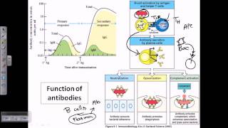 Function of antibodies [upl. by Ecneps830]