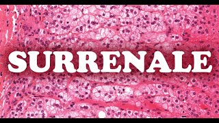 LA SURRENALE La corticosurrenale  HISTOLOGIE [upl. by Adlecirg882]