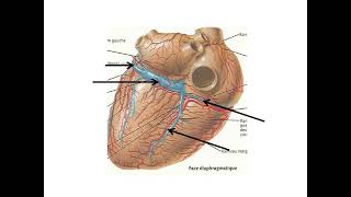 La circulation coronaire artères et veines coronaires  que lessentiel [upl. by Icken]