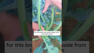 Tips to grow broccoli shorts plantingtips [upl. by Aernda430]