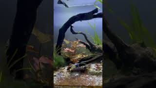 BİTKİLİ LEPİSTES AKVARYUM music bitkiliakvaryum love aquarium lepistes lepistesakvaryumu fish [upl. by Eeluj911]