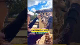 So this is how giraffes drink watershortvideo animals giraffe cute shorts [upl. by Puri]