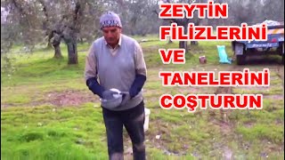 Zeytin Verimi Artırımında Şeker Gübre ve Kükürt Ne Zaman Atılır Nasıl Atılır [upl. by Pietro643]