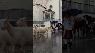 Swiss Custom🇨🇭rainy alpine cattle drive 🐐🐄 goats amp cows walk through Appenzell 🫶 switzerland [upl. by Assiren387]