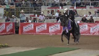 Análisis de los Campeones Trotones Galoperos Feria Flores 2016 [upl. by Tressia347]