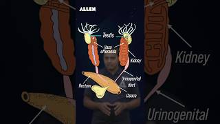 Male Reproductive System of Frog – Drop Your Answer in the Comments shorts [upl. by Harbison906]