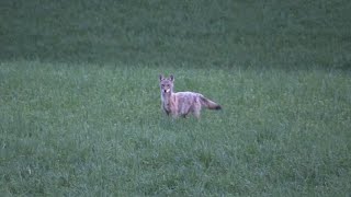 MUST SEE COYOTE HUNT  Two coyotes go down to the 65 Creedmoor  Coyote barkin n howlin on video [upl. by Earised]