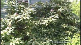 3 Minute Gardener  Rhododendrons [upl. by Jaenicke629]