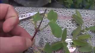 The Honeyberries  Rooting in the Aquaponic Garden [upl. by Uahc]