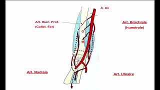 10  Vascularisation du Membre Supérieur [upl. by Suqram125]