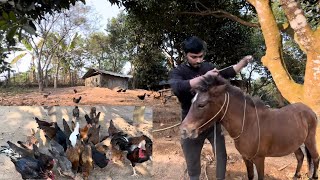 উন্মুক্ত ভাবে পালন করা আমাদের পাহাড়ি দেশী মুরগি গুলোর কী অবস্থা লালীর কী বাচ্চা হয়েছেBDAgroWorld [upl. by Ninel]