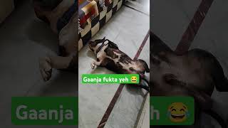 Fook fook le maal fook le 🐕😴😂🤣 doglover funny ytshorts [upl. by Alathia459]