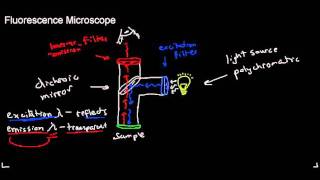 lecture 4 part 3 fluorescence microscope applications of fluorescence photobleaching [upl. by Radford]