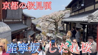 2024年3月30日 京都 産寧坂のしだれ桜🌸が見頃 Cherry blossoms in Kyoto 【4K】 [upl. by Inor]