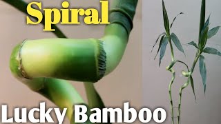 How to grow and care Spiral Lucky Bamboo Plant [upl. by Bernardo308]