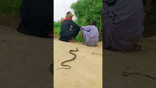 Non venomous snake  village snake [upl. by Northway]