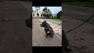 bluecloud americanbully paseo [upl. by Christensen]