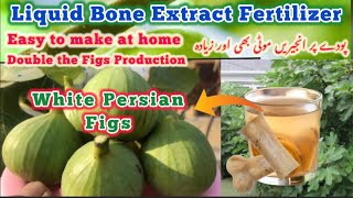 How to make liquid fertilizer from Bone Extract  Double the Figs Production [upl. by Budde]