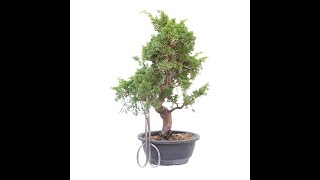 BONSAI DE JUNIPERUS CHINENSIS ITOIGAWA 14780 [upl. by Kellyann486]