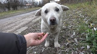 Rescue of a Scared Homeless Dog with a Broken Heart [upl. by Ayikin]