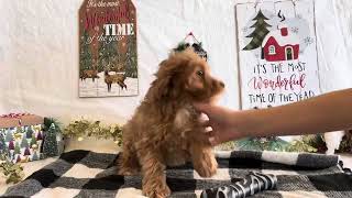 Cavapoo Puppy Love [upl. by Albertine]