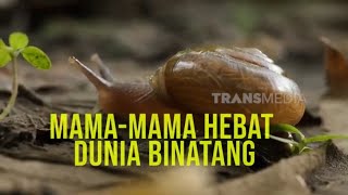 MamaMama Hebat Dunia Binatang  SI OTAN 010824 [upl. by Bordiuk]