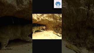 Cat saving babies from python 😱😱  💥💥 Wonderful Animal Kingdom 143 💥💥 cat animals python [upl. by Edmon]