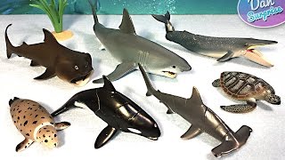 15 SEA ANIMALS NAMES  Great White Shark Whale Manta Ray Beluga Turtle [upl. by Nyledaj694]