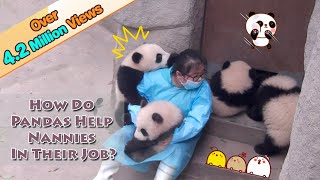 How Do Pandas Help Nannies In Their Jobs  iPanda [upl. by Ibed281]