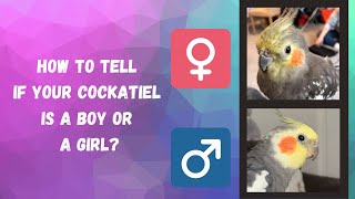 How to Tell if Your Cockatiel is a Boy or a Girl  Cockatiel Genders  TheParrotTeacher [upl. by Nenerb]