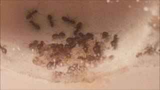 Lasius niger kolonie [upl. by Akeryt]