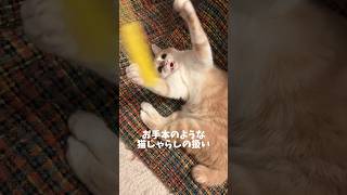 お手本の猫じゃらしの遊び方 cat catvideos 猫のいる暮らし 保護猫 ねこ 猫 癒し 癒し動画 [upl. by Kenton]