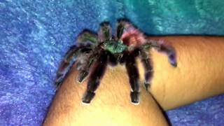 Avicularia aka Caribena Versicolor Tarantula [upl. by Annirac]