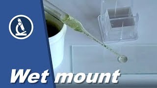 🔬 002  How do you make a WET MOUNT for Microscopy [upl. by Jaddan]