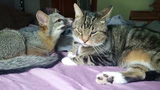 Kitty grooming baby grey fox [upl. by Aryamoy]