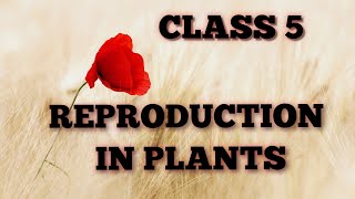 Reproduction in plants class 5 in Hindi  Class 5 chapter 1 Science reproduction in plants [upl. by Aronow]