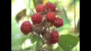 Edible Plants Wineberry [upl. by Aidahs606]