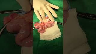 5y pyometra [upl. by Auoh]