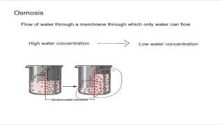 Osmosis and Osmotic Pressure [upl. by Aaberg]