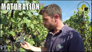 Maturation 2018  Champagne R FAIVRE [upl. by Alin]