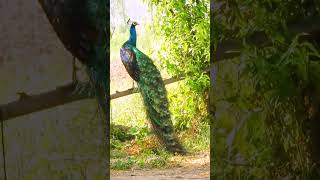 Beautiful Peacock with colorful feathers amp sound birds peacocksound [upl. by Livvi]