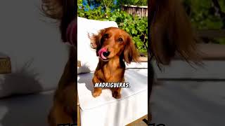 Curiosidades De Los Teckels animals perros teckel [upl. by Coppock]