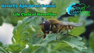 Hoverfly Aphid Control Life Cycle Of Hoverflies [upl. by Nylavad113]