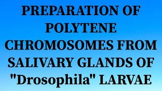 PREPARATION OF POLYTENE CHROMOSOMES FROM SALIVARY GLAND OF Drosophila LARVAE ZOOLOGY PRACTICAL [upl. by Nimesh]