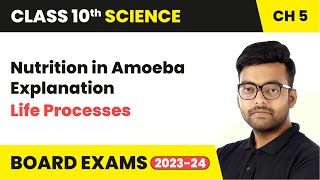 Nutrition in Amoeba Explanation  Life Processes  Class 10 Science Chapter 5 [upl. by Hibben]