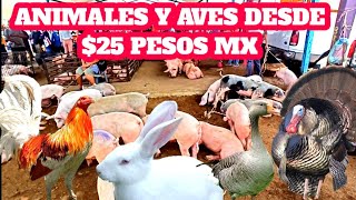 Puercos Aves de corral Gallinas Guajolotes Gallos Pollitos Patos Gansos Conejos Gigantes parte 2 [upl. by Ardnasil291]