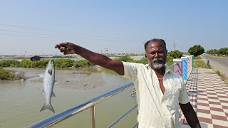 ஒரு ரூபாய் தூண்டிலில் தொடர்ச்சியாக பிடித்த மணலை மீன்கள்  Back to Back Mullet Fish Catching [upl. by Spence957]