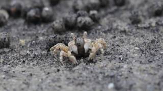 Sand Bubbler Crabs [upl. by Shlomo]